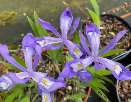 Iris cristata x lacustris